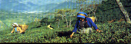 Darjeeling: Queen of Hills, tea leaves being plucked in fresh tea gardens